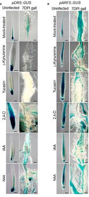 Local auxin synthesis mediated by YUCCA4 induced during root-knot nematode infection positively regulates gall growth and nematode development